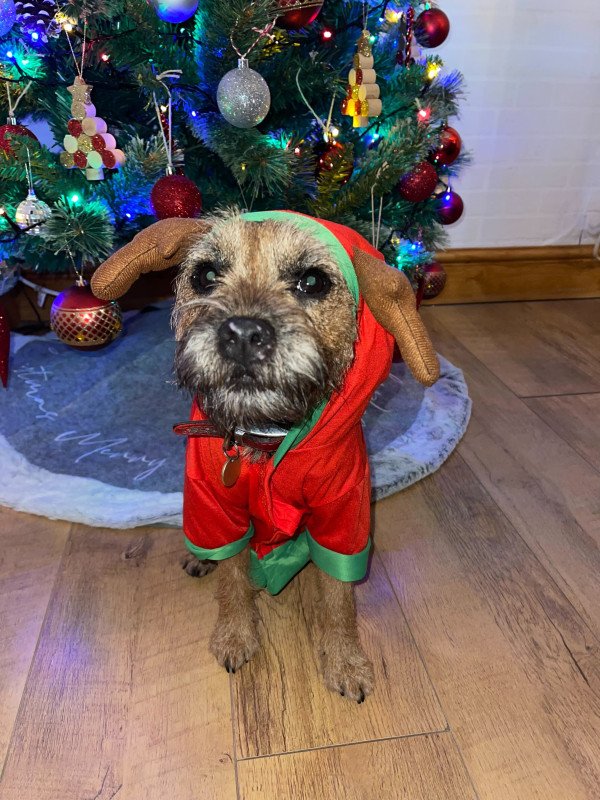 Sophie's dog Mabs dressed up to help guide Santa's sleigh