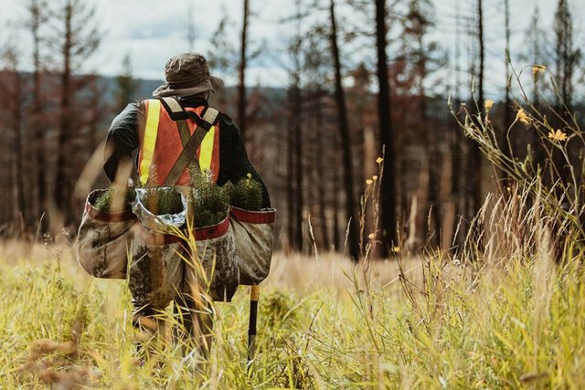 Reforestation worker in a remote bush block where battery efficiency matters most